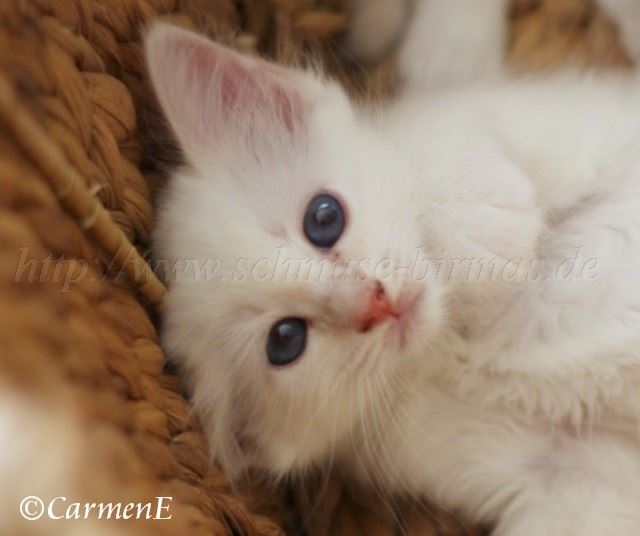 Prinzessin 6,5 Wochen_03 Groe Webansicht