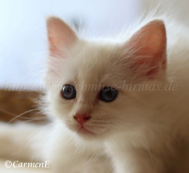 Prinzessin 6,5 Wochen_25 Groe Webansicht