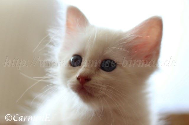 Prinzessin 6,5 Wochen_32 Groe Webansicht