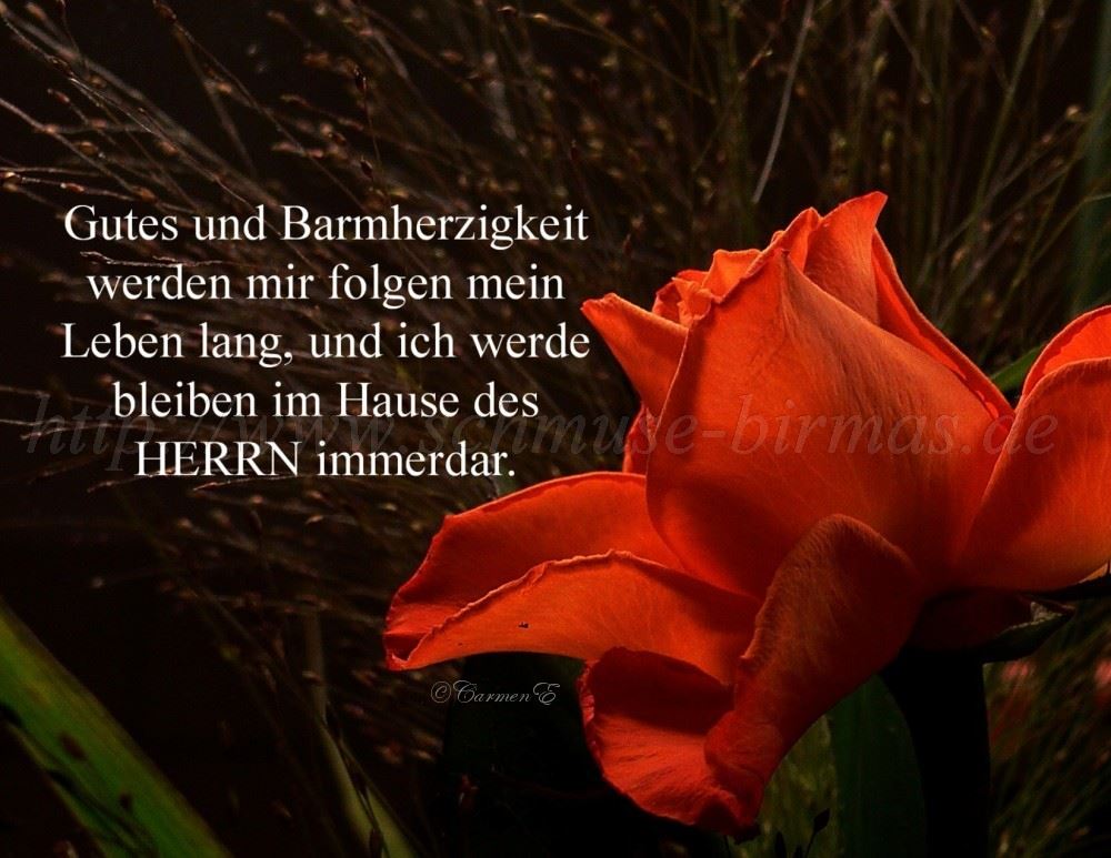 Rose 015 1000x77302