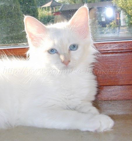 Saphira13082003 Mittlere Webansicht