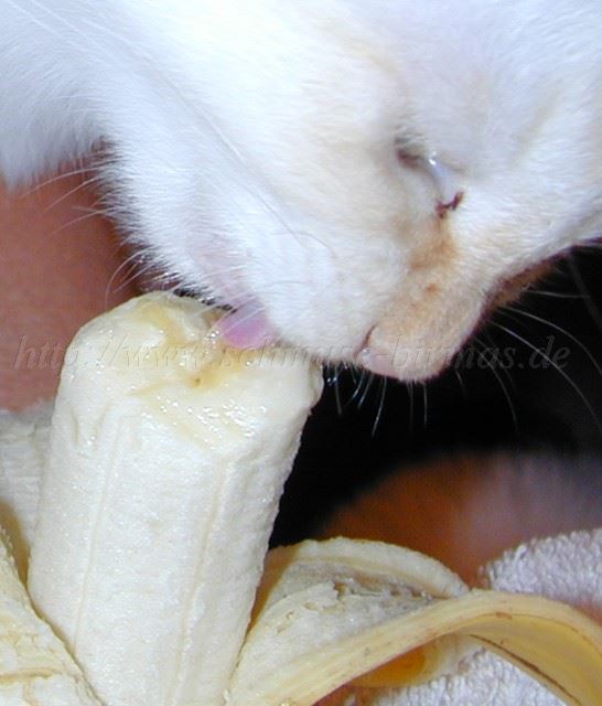 ShalomBanane Große Webansicht ShalomBanane Große Webansicht