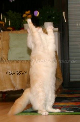 Tanz2 Mittlere Webansicht