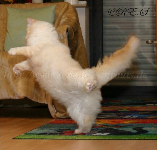 Tanz Gro�e Webansicht