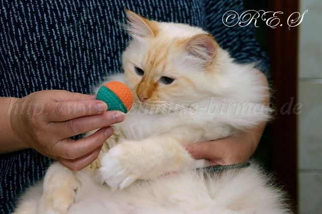 TitianSchoss Gro�e Webansicht