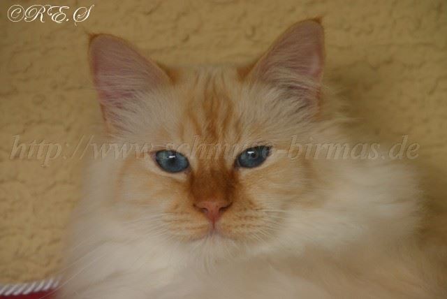 Tizi1 Gro�e Webansicht