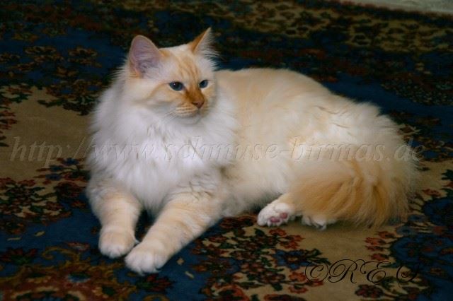 Tizi2 Gro�e Webansicht