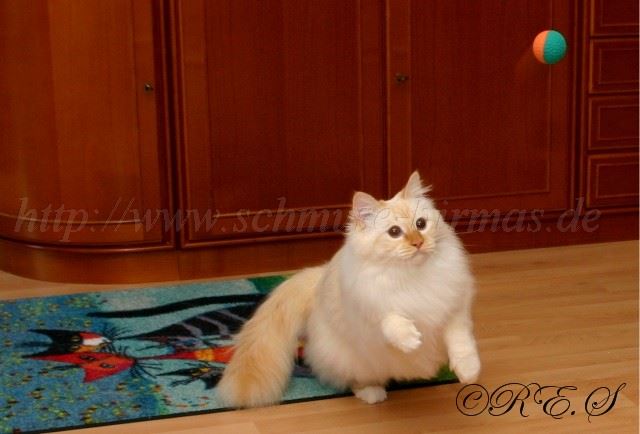 TiziBall Gro�e Webansicht