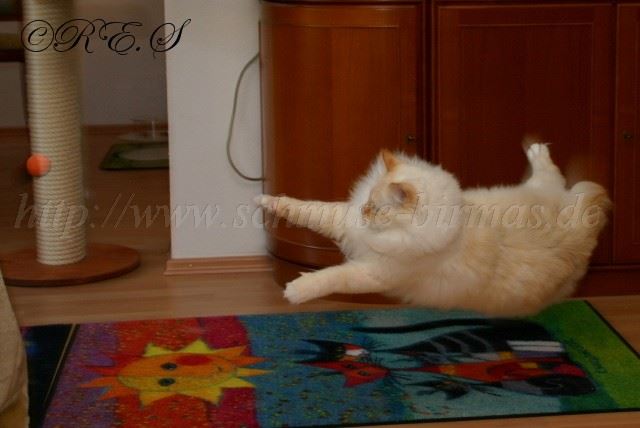 Tizian fliegt Gro�e Webansicht