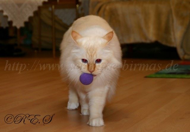 Tragen Gro�e Webansicht