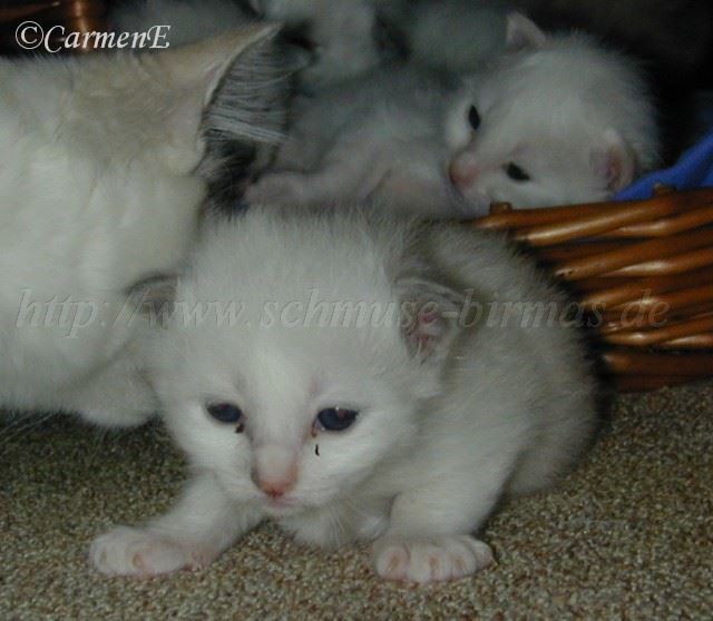 Vanilla 03.08.04