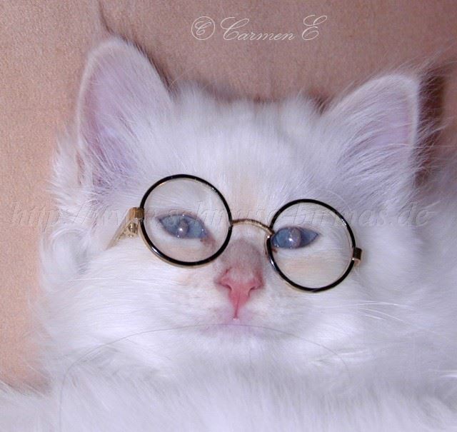 WinnimitBrille Groe Webansicht