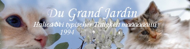 Halica bei typischer Ttigkeit miiii