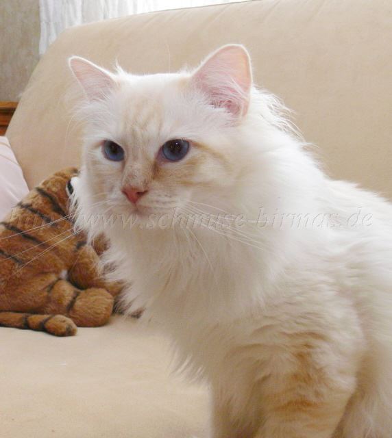 Bisou 07-2008_4