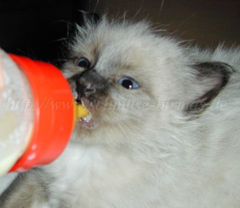 Flasche_22052004