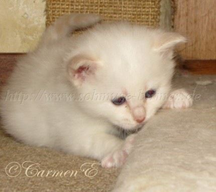 IMG_0589 Mittlere Webansicht 450x38302