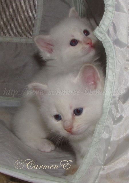 IMG_1090 Gro�e Webansicht03