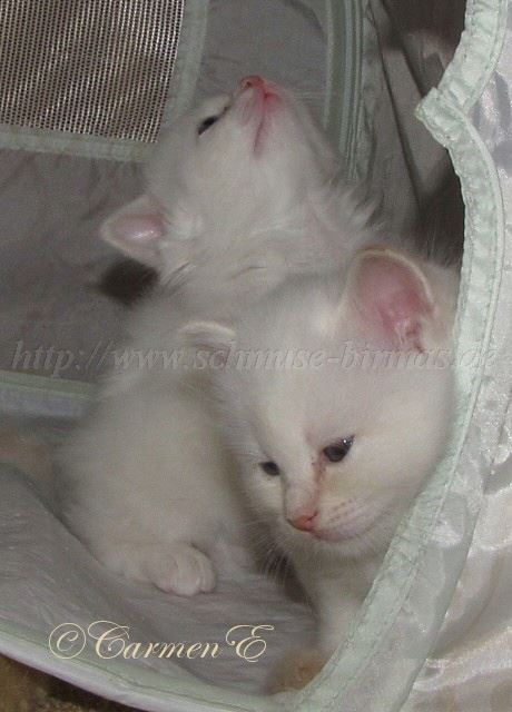 IMG_1091 Gro�e Webansicht02