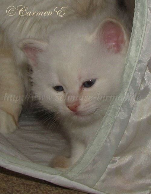 IMG_1096 Gro�e Webansicht02