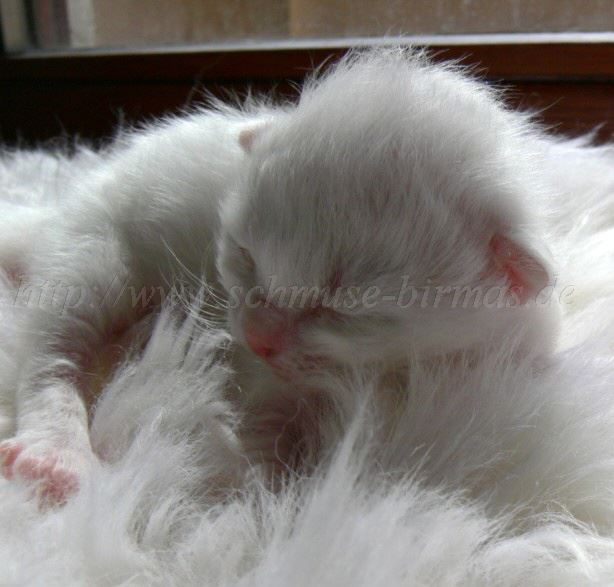 Katerchen_6 Groe Webansicht02
