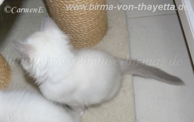 bluepoint_2 Gro�e Webansicht