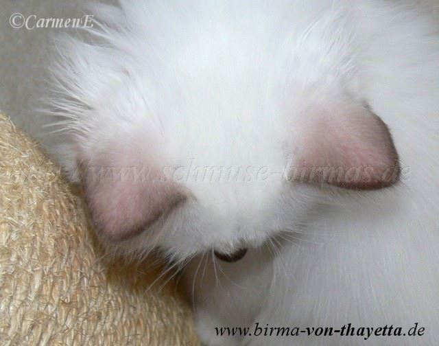 chocopoint_2 Gro�e Webansicht