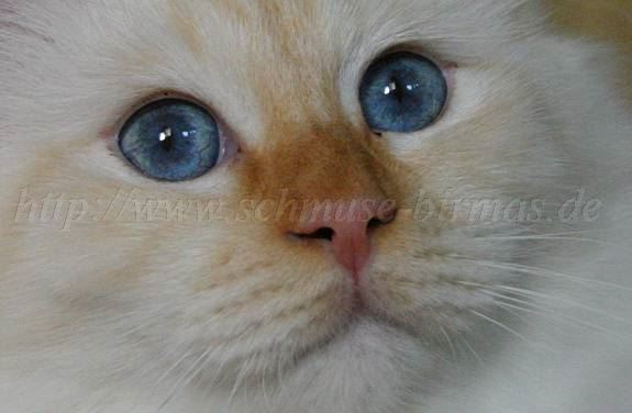 clip_image002