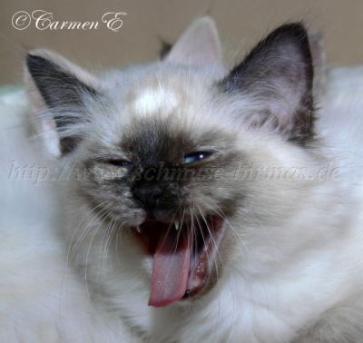 12Wochen 016 Gro�e Webansicht