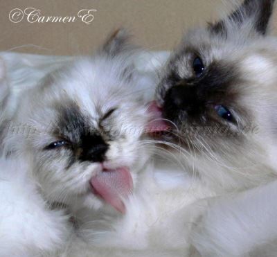 12Wochen 029- Gro�e Webansicht