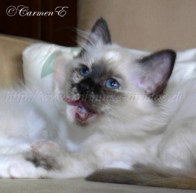 12Wochen 058 Gro�e Webansicht