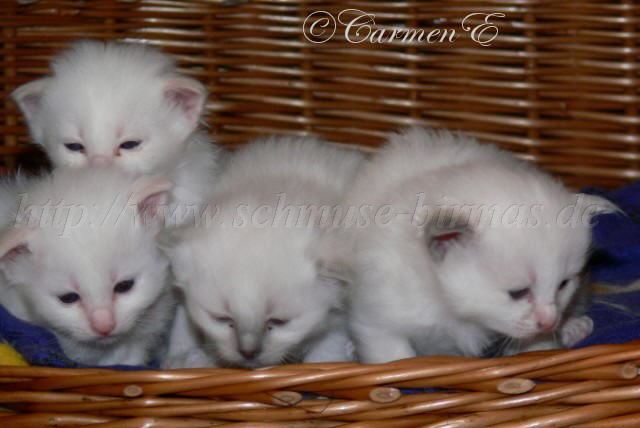 endlich alle vier auf einem Bild