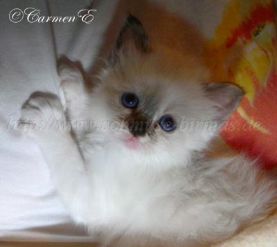 5,5 Wochen 032 Gro�e Webansicht