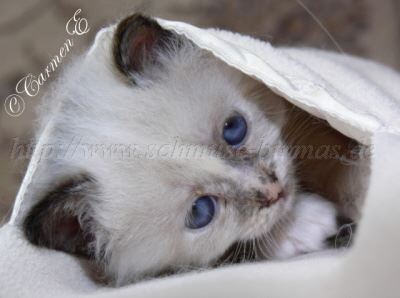 5 Wochen 027 Gro�e Webansicht