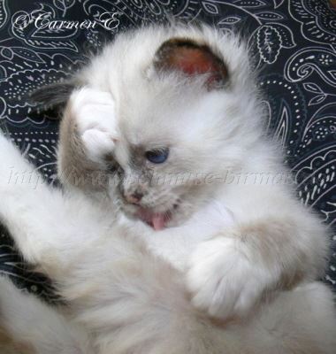 6Wochen 034 Gro�e Webansicht