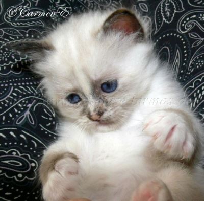 6Wochen 036 Gro�e Webansicht