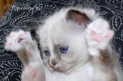 6Wochen 042 Gro�e Webansicht