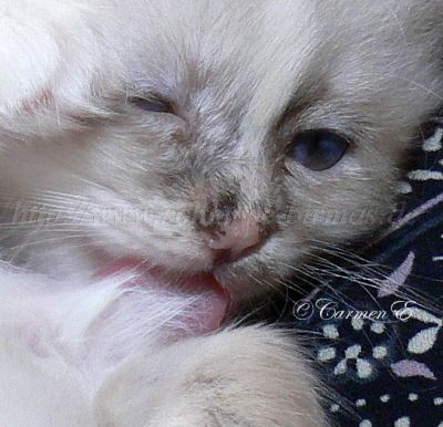 6Wochen 046- Gro�e Webansicht