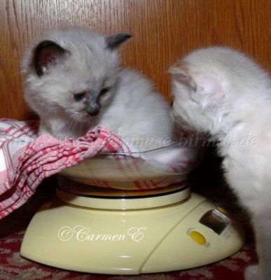 A-4,5Wochen 051 Gro�e Webansicht