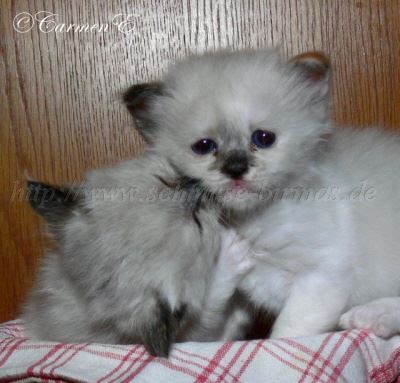 A-4,5Wochen 060 Gro�e Webansicht