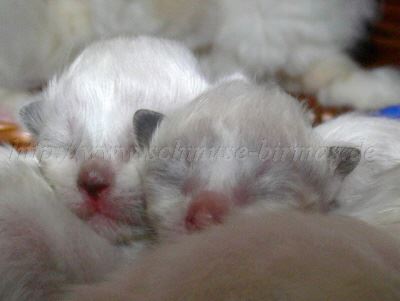 A-Babys1Wochealt 003 Gro�e Webansicht