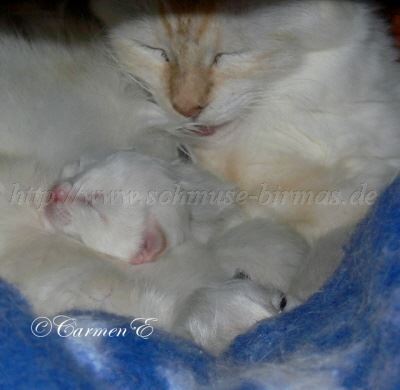 A-Babys1,5Wo 019 Gro�e Webansicht