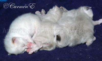 A-Babys2Wo 013 Gro�e Webansicht