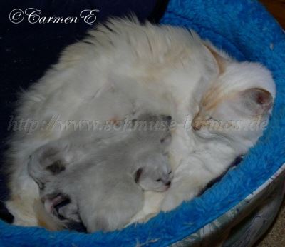 A-Babys2Wo 017 Gro�e Webansicht