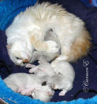 A-Babys2Wo 028 Gro�e Webansicht