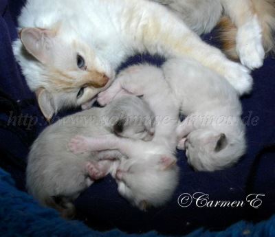 A-Babys2Wo 030 Gro�e Webansicht