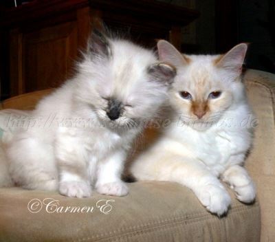 Alinia-Zoe_1 Gro�e Webansicht