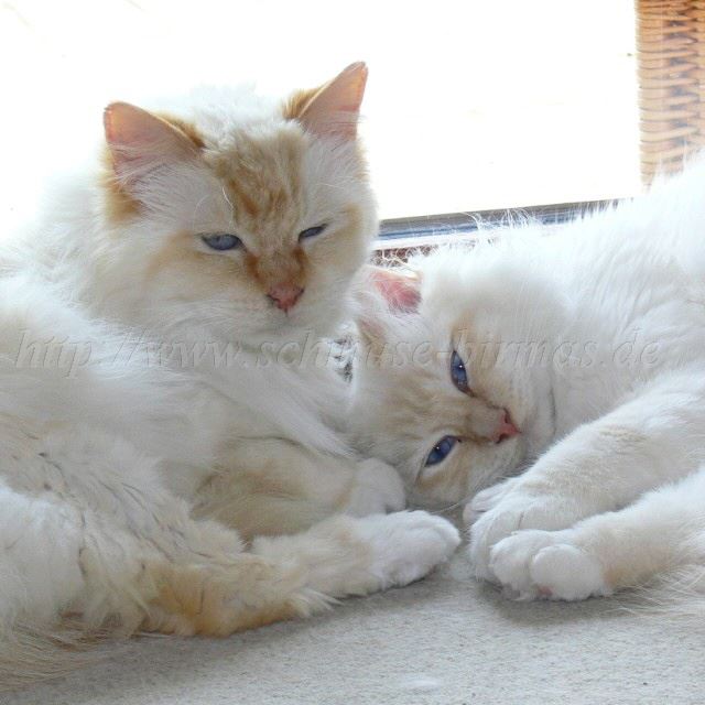 Ballou und Bisou 04-2007_