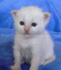 BeauCaramel mit 3 Wochen