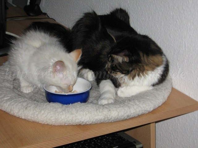 ich schmatz dir was vor