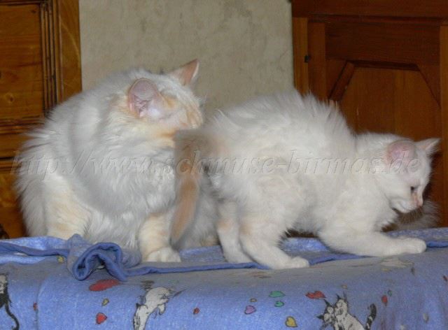 BisouBozena